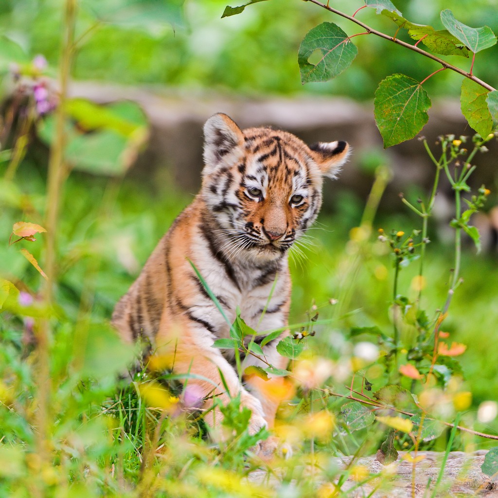 tiger cubs17 Adorable Siberian Tiger Cubs