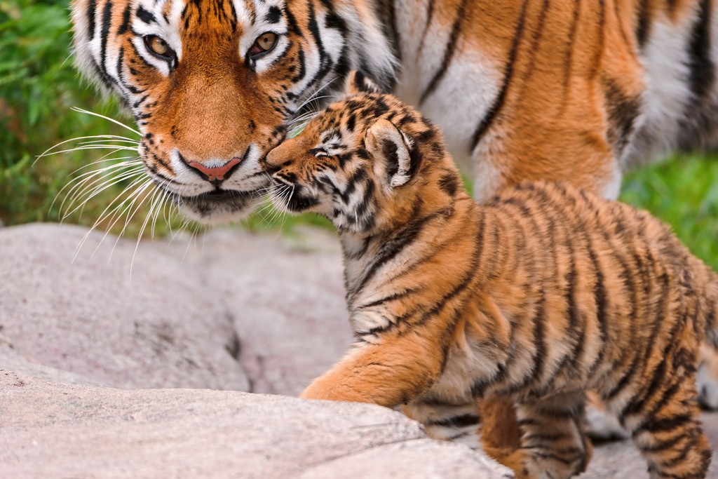 tiger cubs18 Adorable Siberian Tiger Cubs