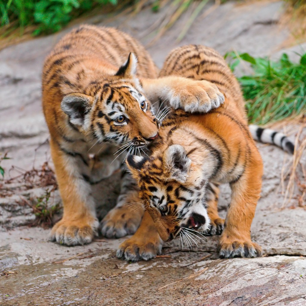 tiger cubs2 Adorable Siberian Tiger Cubs