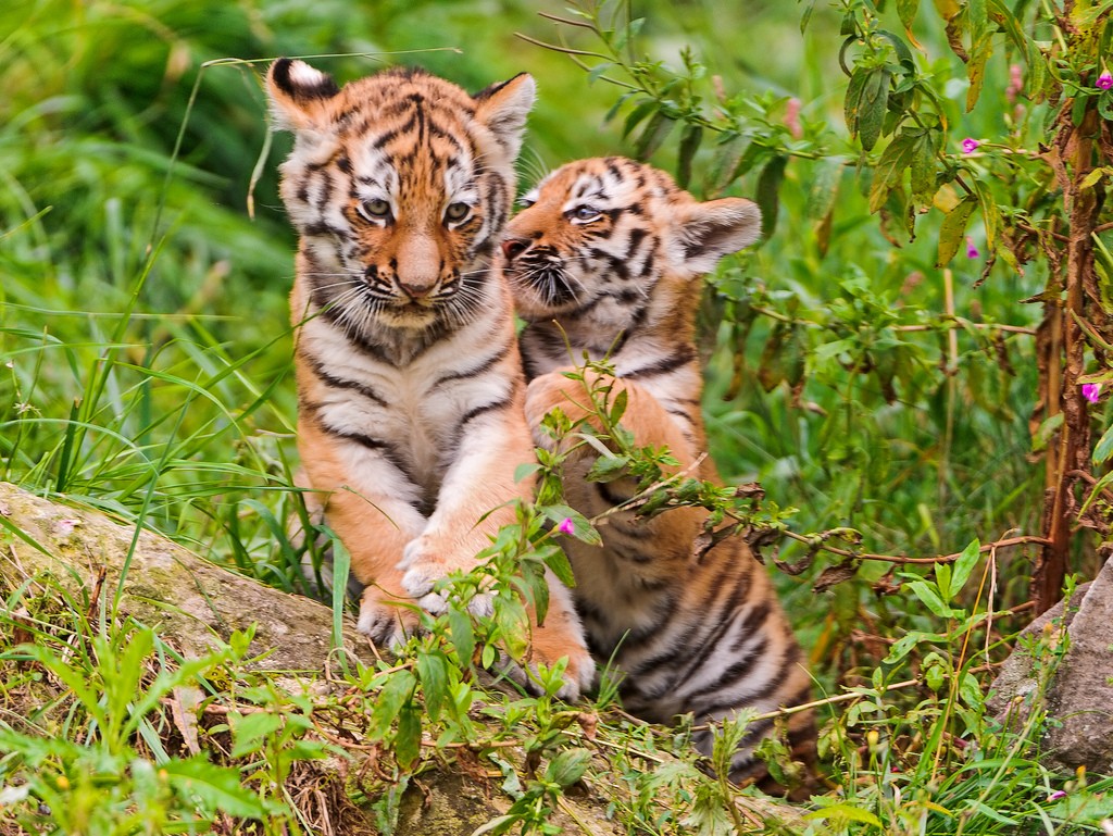 tiger cubs7 Adorable Siberian Tiger Cubs
