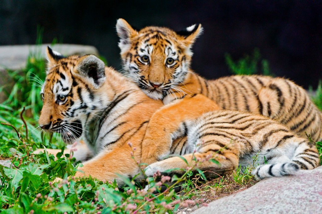 tiger cubs9 Adorable Siberian Tiger Cubs