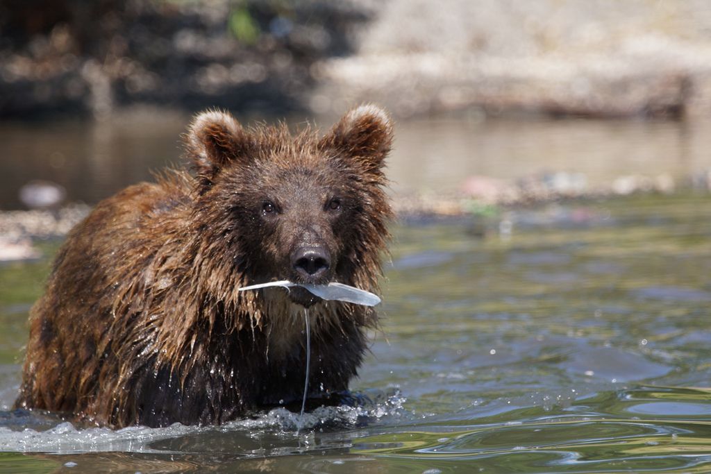 brown bear4 Bear Fishing Near Kurilskoye Lake in Kamchatka