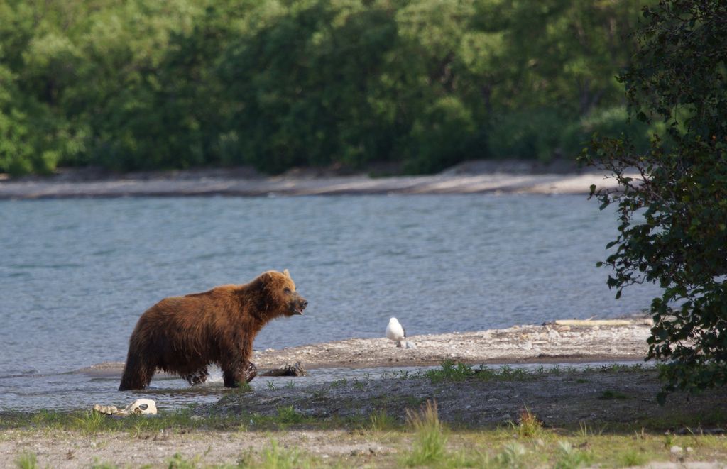 brown bear8 Bear Fishing Near Kurilskoye Lake in Kamchatka