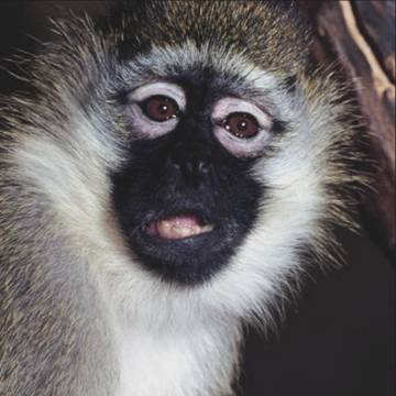 monkey face4 Funny Monkey Face Pics