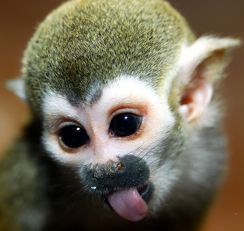 Baby Monkey Face