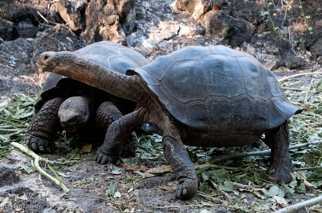 galapagos gaint tortoise3 Galapagos Gaint Tortoise