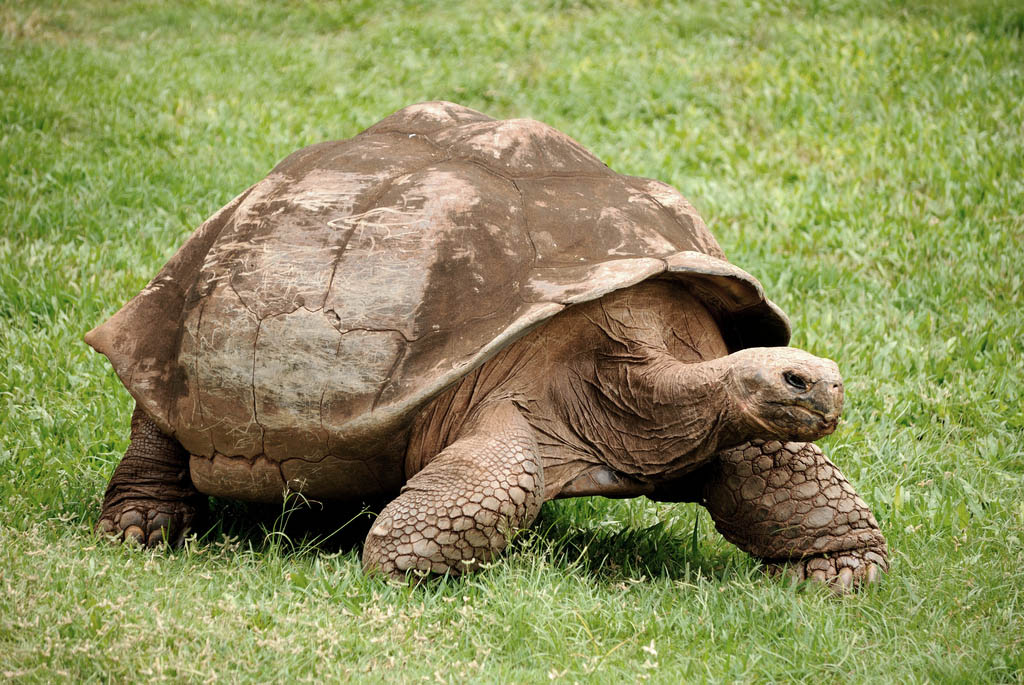 galapagos gaint tortoise6 Galapagos Gaint Tortoise