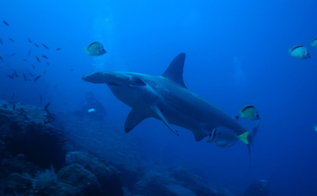 hammerhead shark3 Hammerhead Shark   Predator of the Seas