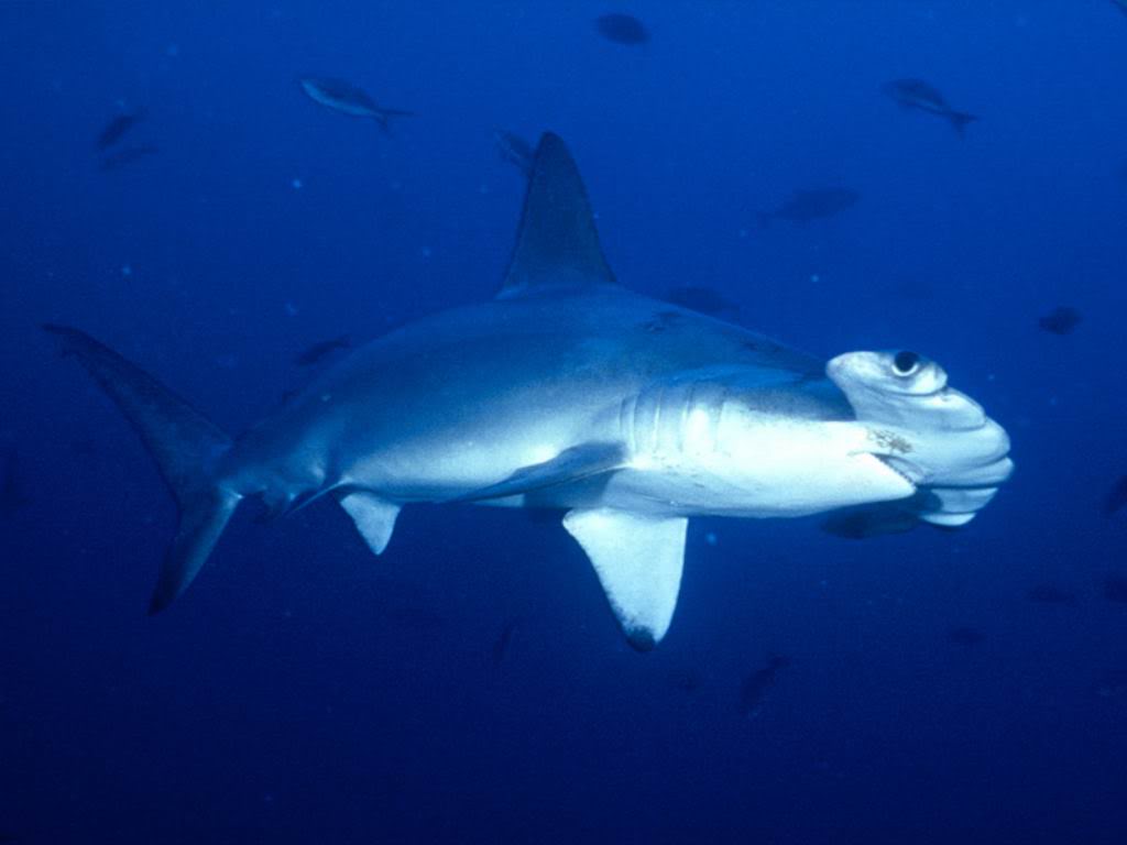 hammerhead shark6 Hammerhead Shark   Predator of the Seas