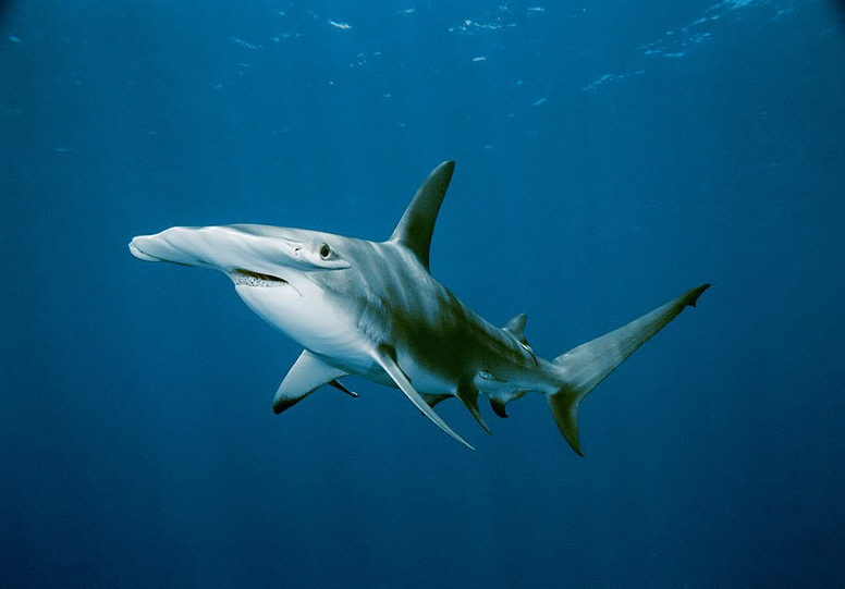 hammerhead shark9 Hammerhead Shark   Predator of the Seas
