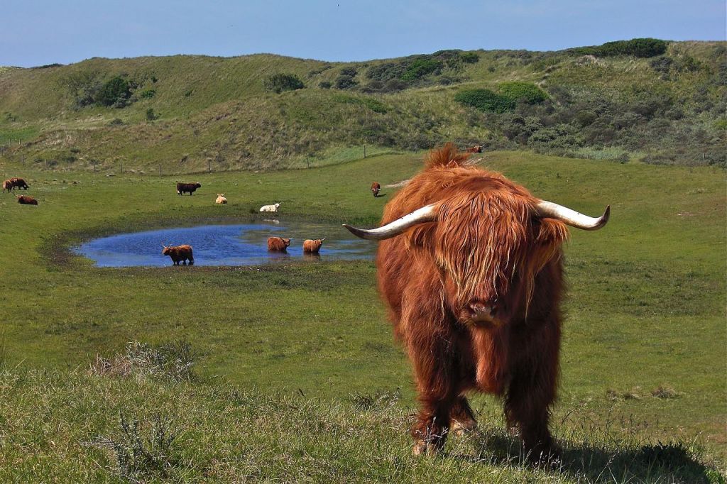 highland cattle Highland Cattle with Long Wavy Coat