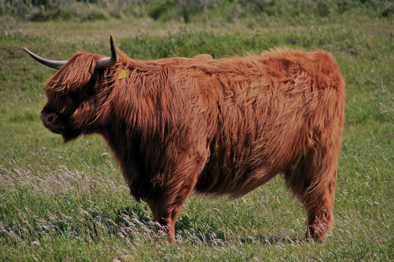 highland cattle14 Highland Cattle with Long Wavy Coat