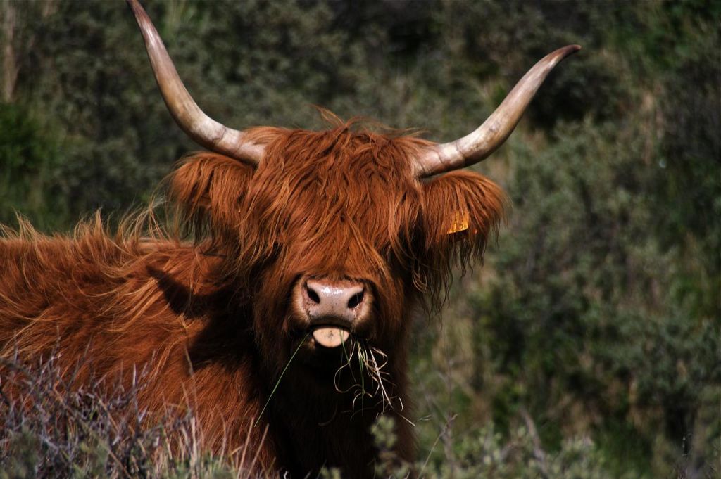 highland cattle2 Highland Cattle with Long Wavy Coat