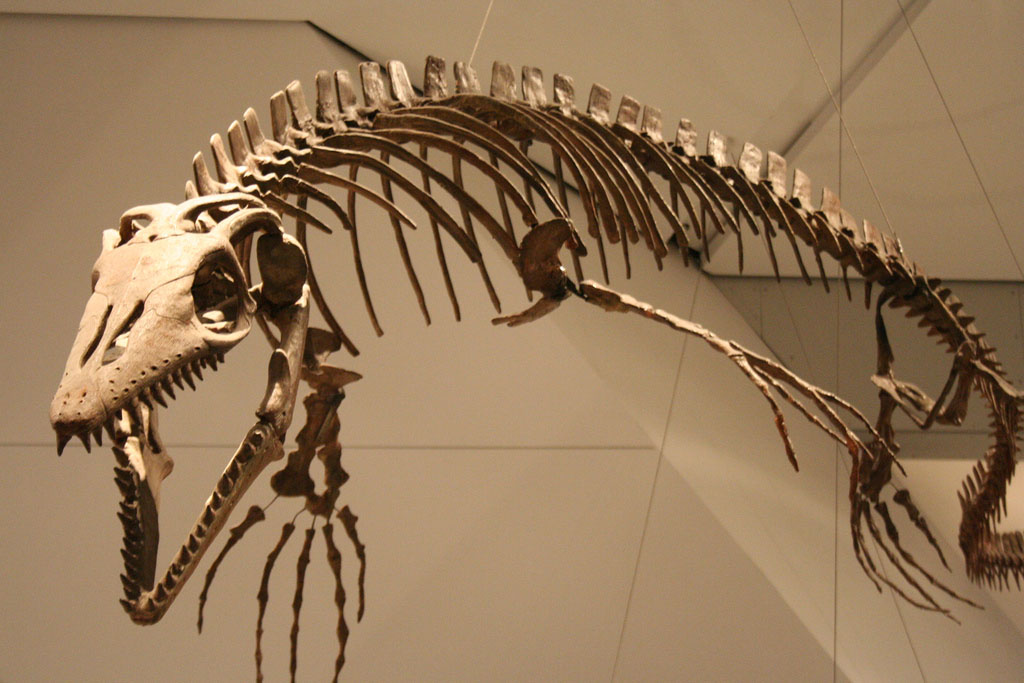The Largest Collection Of Dinosaur Fossils In North America 