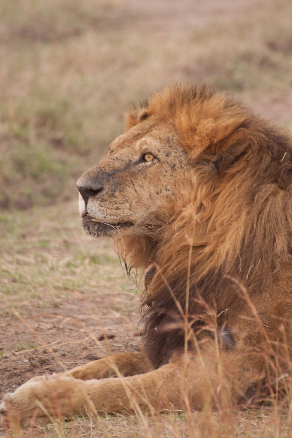kenya safari11 Masai Mara Camping Safari in Kenya