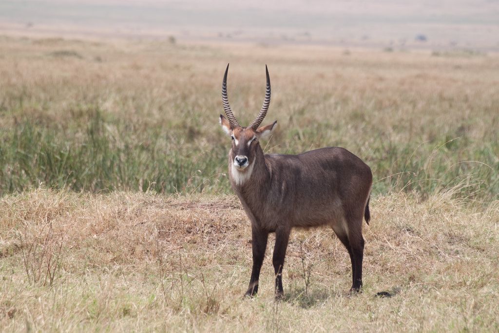 kenya safari14 Masai Mara Camping Safari in Kenya