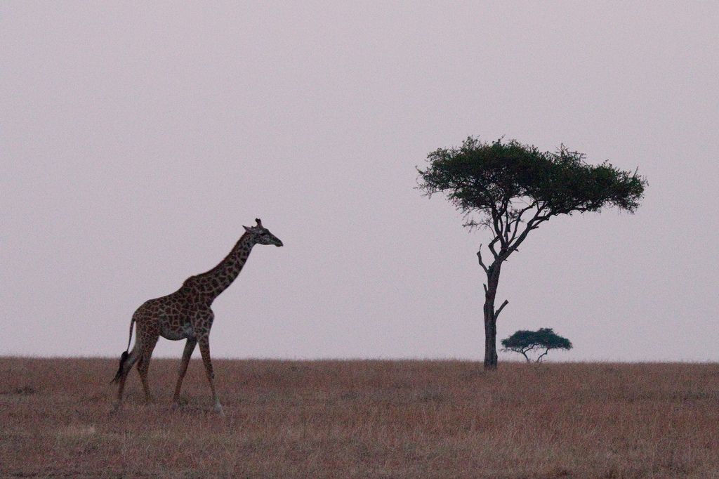 kenya safari23 Masai Mara Camping Safari in Kenya