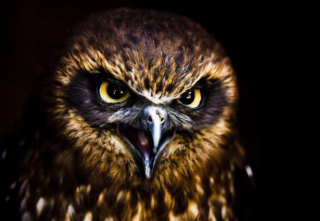 owl6 Most Interesting Eyes Of A Night Owl