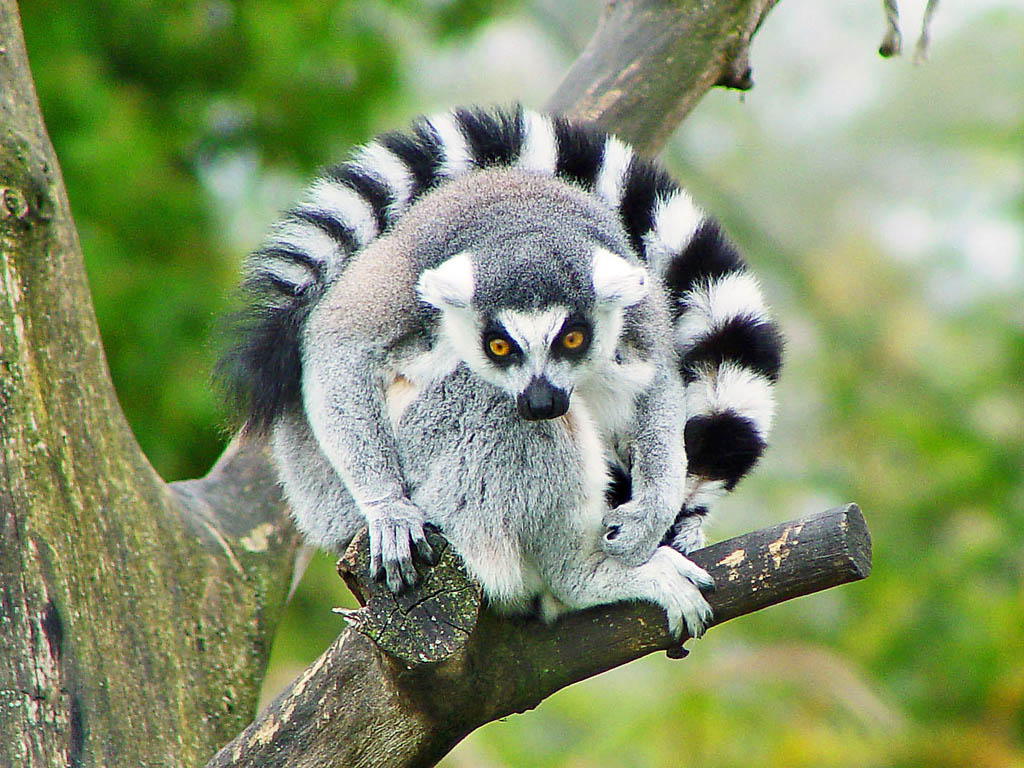 lemur catta5 The Most Recognized Lemur Catta