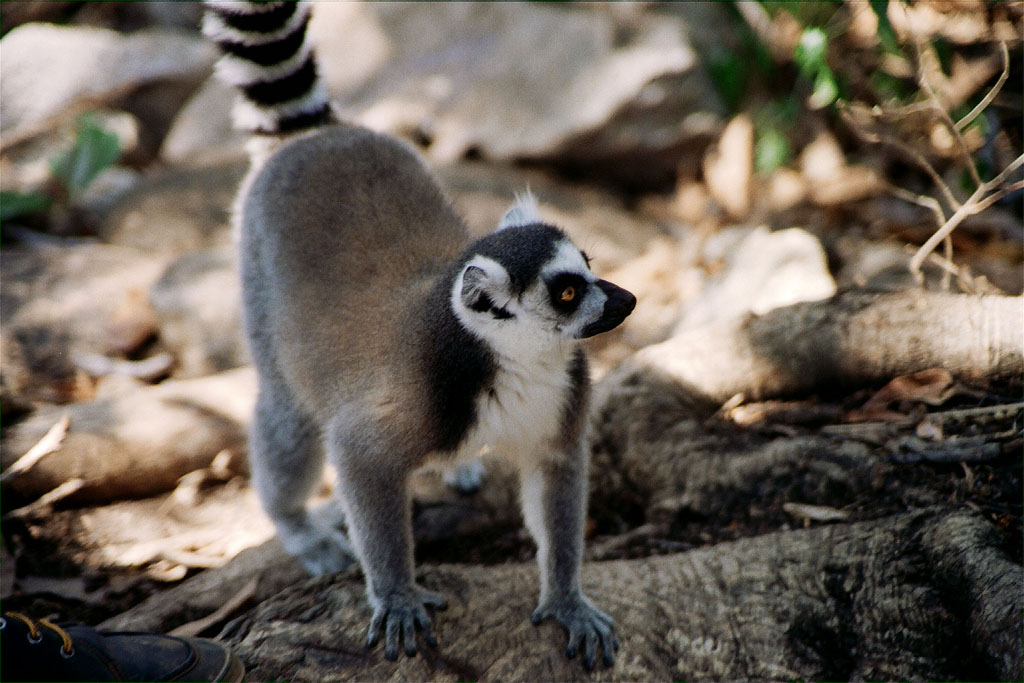 lemur catta9 The Most Recognized Lemur Catta