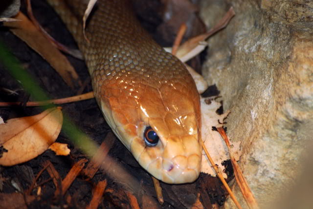 taipan The Most Venomous Snake in The World