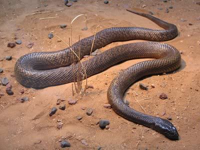 taipan10 The Most Venomous Snake in The World