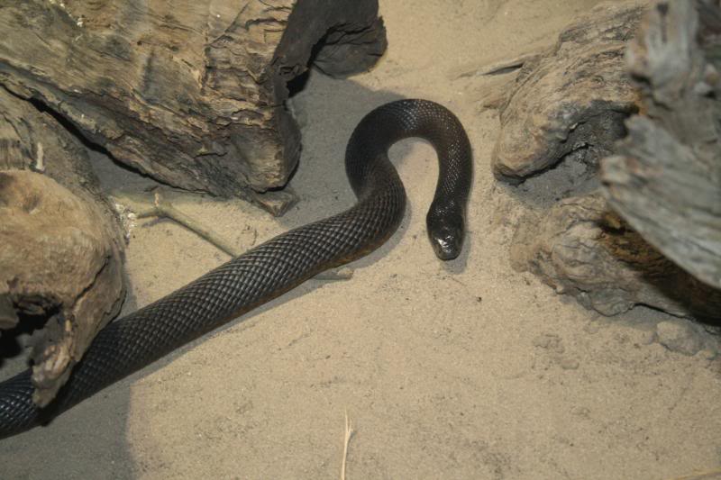 taipan13 The Most Venomous Snake in The World