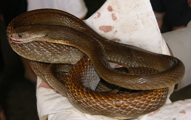 taipan9 The Most Venomous Snake in The World