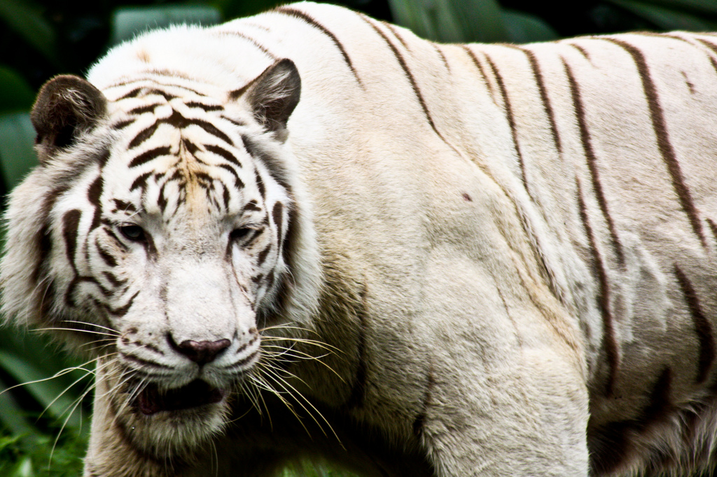 myth white tiger 10 The Myth Of White Tiger
