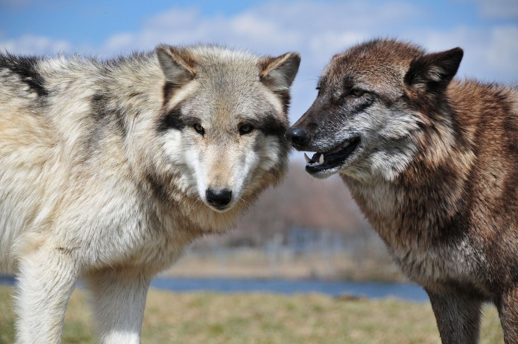 wolf park1 Wildlife Education   Wolf Park