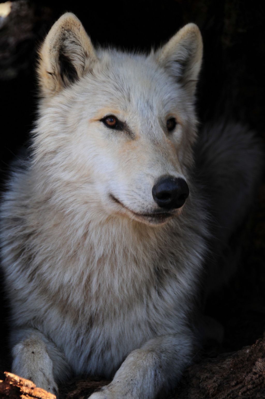 wolf park5 Wildlife Education   Wolf Park
