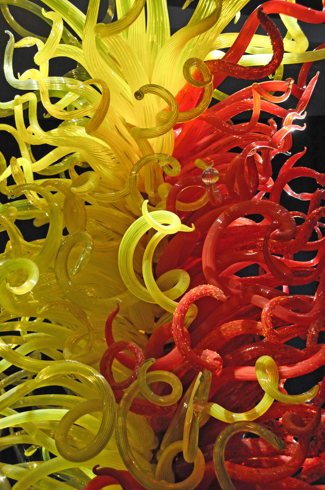 chihuly4 Chihuly Collection in St. Petersburg