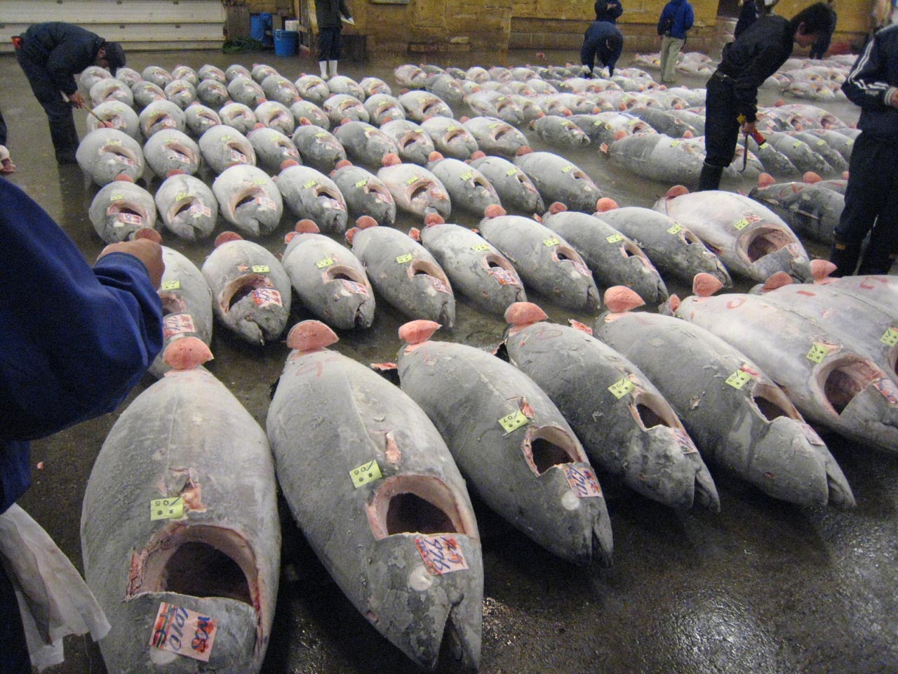 tsukiji market1 Biggest Wholesale Fish and Seafood Market