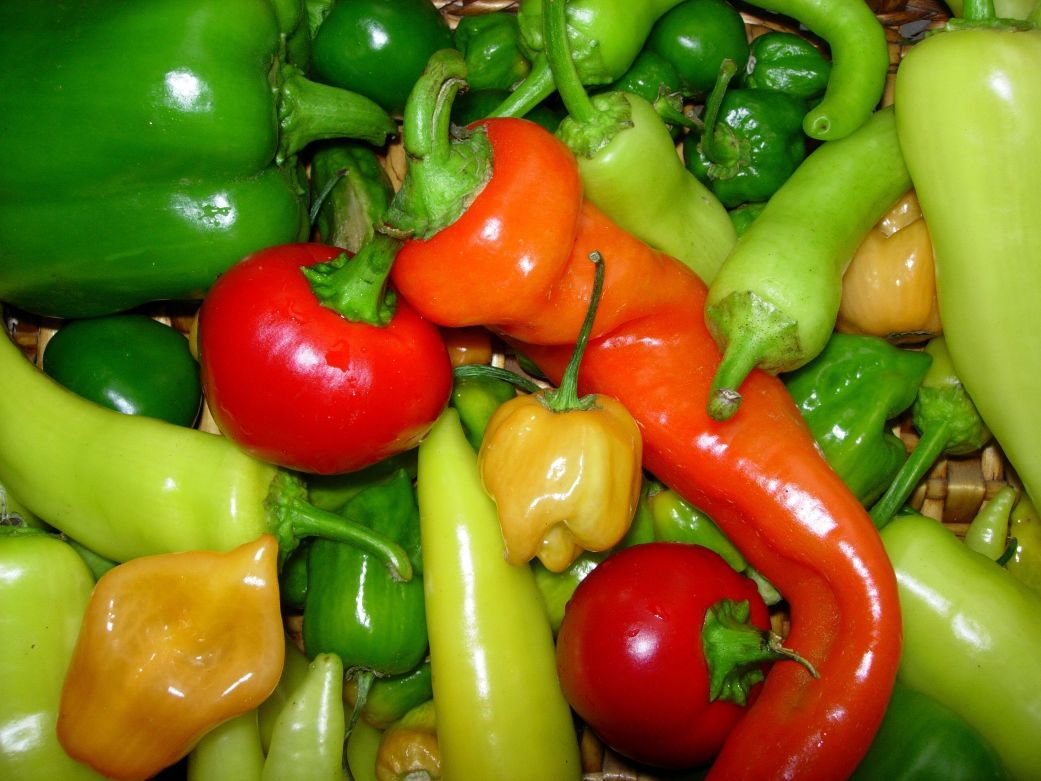 magical chili peppers aka 10 Magical Chili Peppers aka Hot Habanero