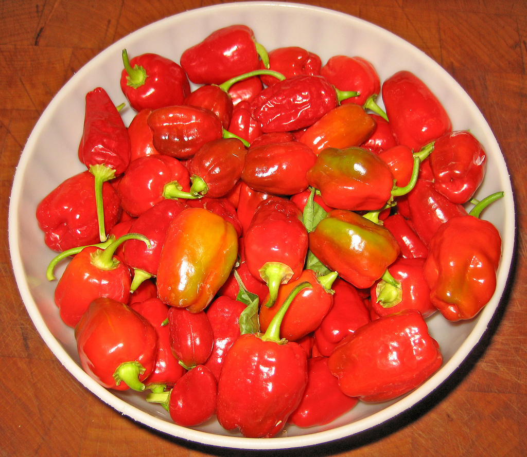 magical chili peppers aka 7 Magical Chili Peppers aka Hot Habanero