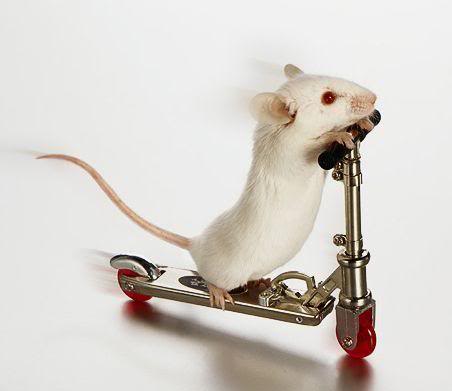 funny mouse Funny Mouse Pictures
