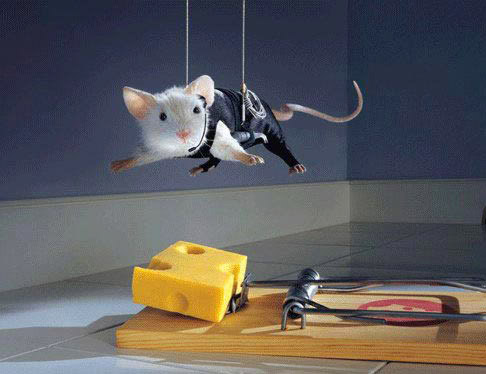 funny mouse2 Funny Mouse Pictures