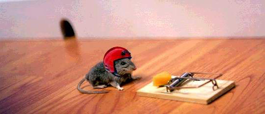 funny mouse6 Funny Mouse Pictures