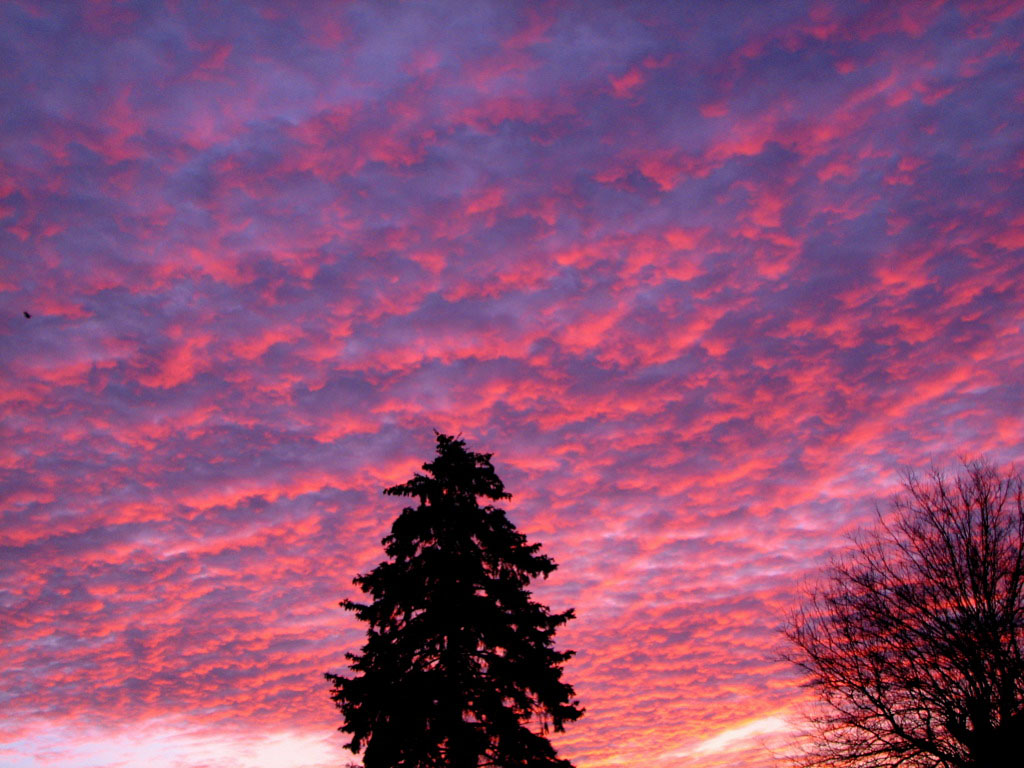 why-does-the-sky-looks-pink