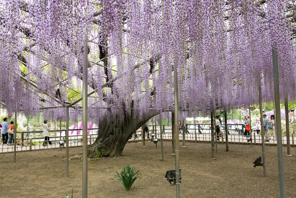 ashikaga flower park Amazing Ashikaga Flower Park, Japan