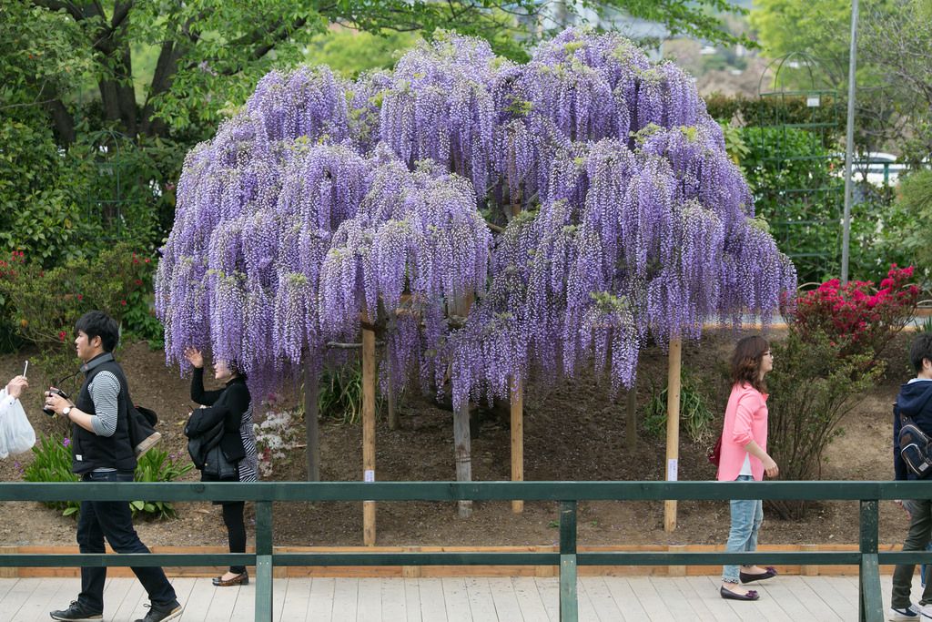 ashikaga flower park4 Amazing Ashikaga Flower Park, Japan