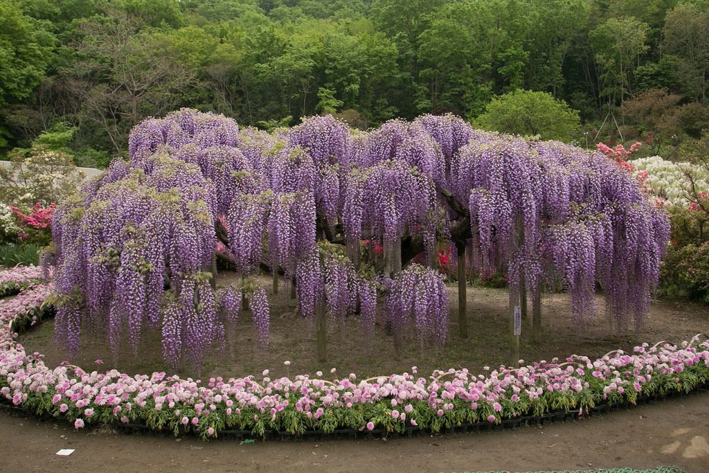ashikaga flower park6 Amazing Ashikaga Flower Park, Japan