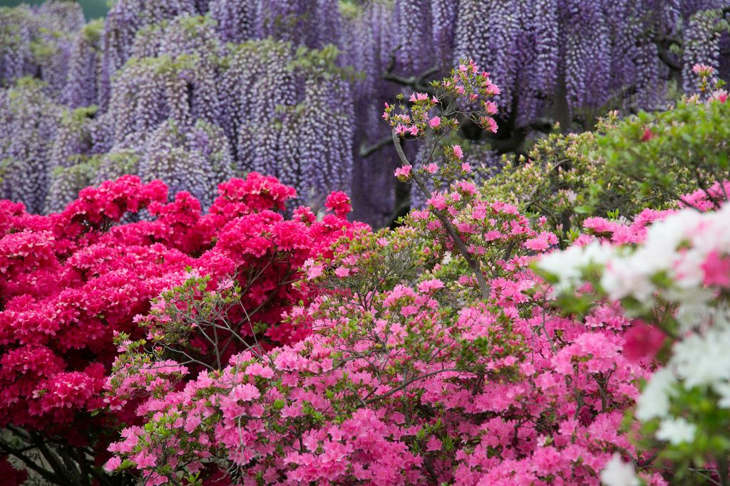 ashikaga flower park8 Amazing Ashikaga Flower Park, Japan