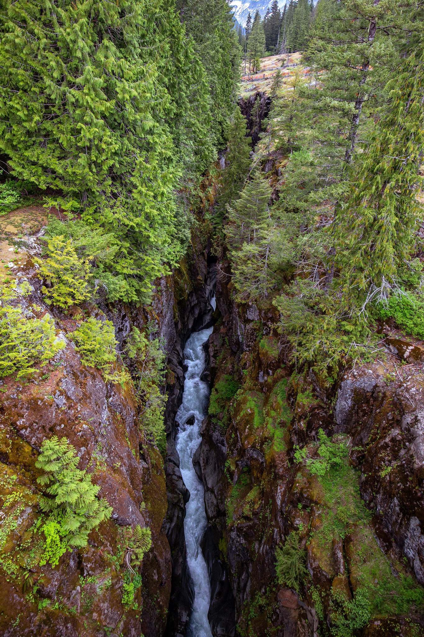 mount rainier national park14 Best Photos of Mount Rainier National Park