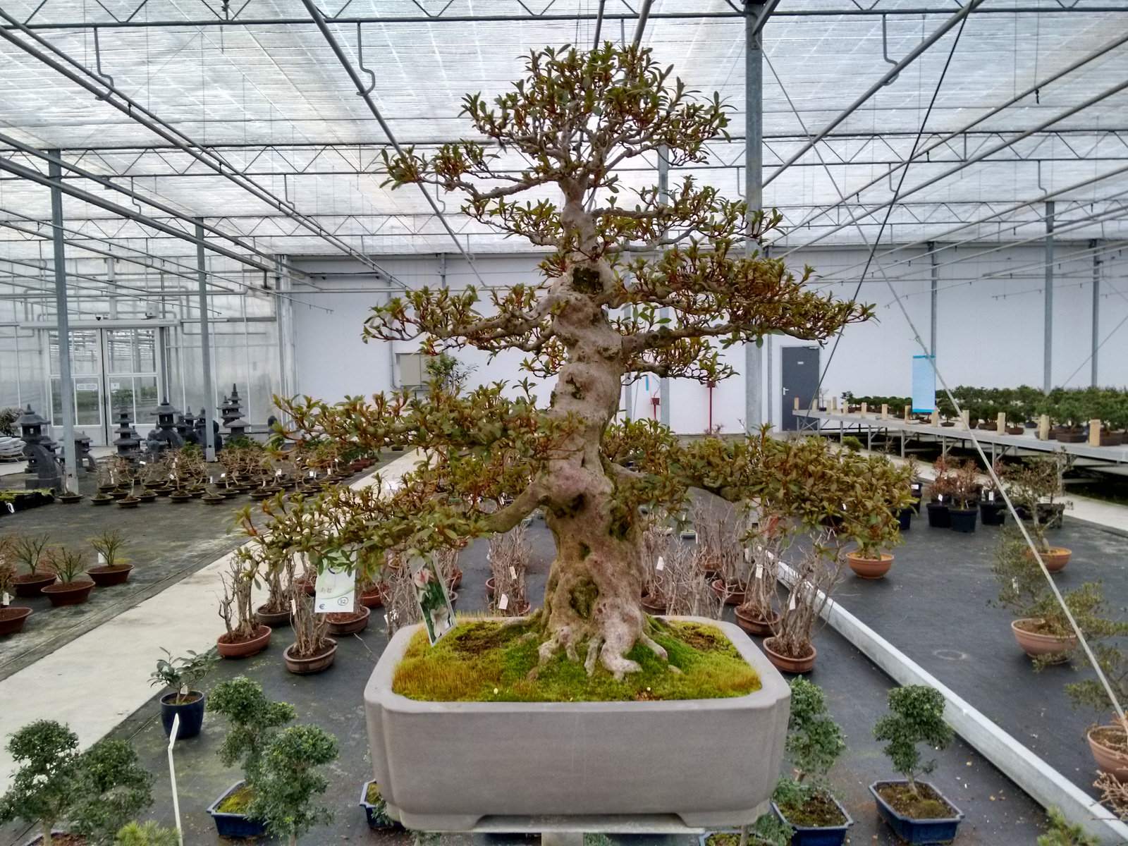 bonsai lodder3 Bonsai Lodder   One of the Largest Bonsai Store in the World, Netherlands