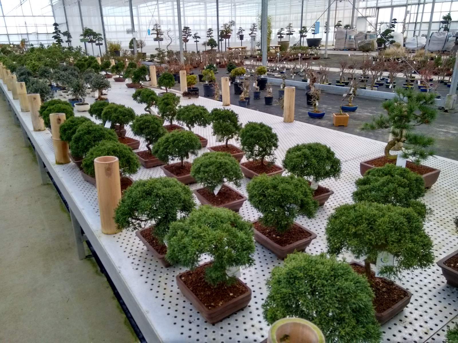 bonsai lodder8 Bonsai Lodder   One of the Largest Bonsai Store in the World, Netherlands