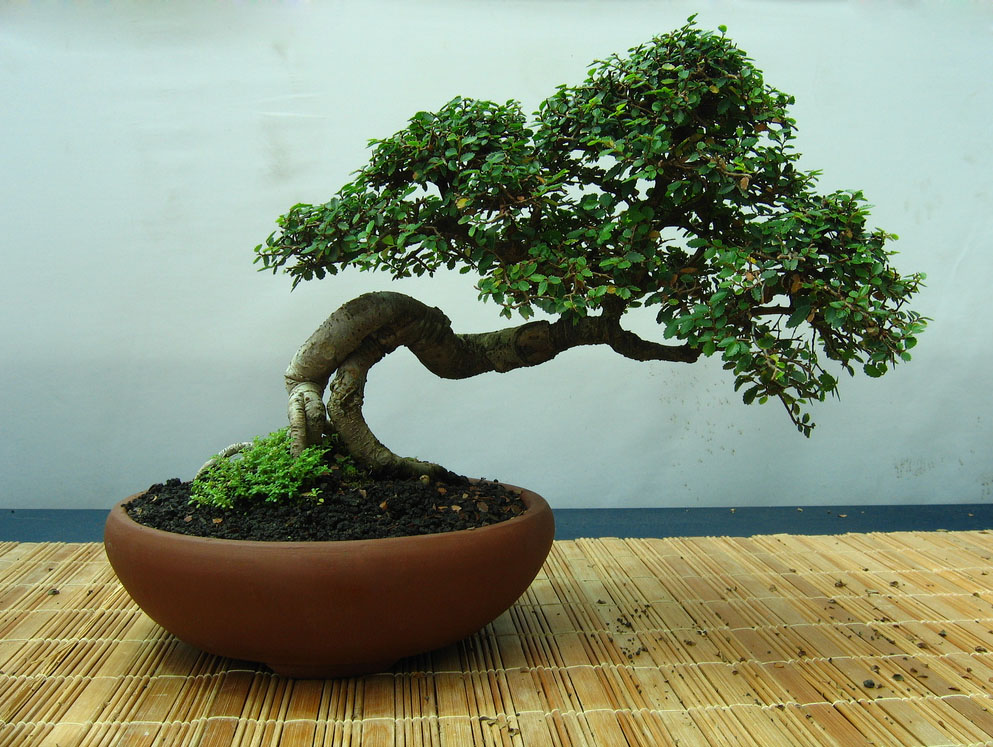 bonsai tree1 What is a Bonsai Tree ?