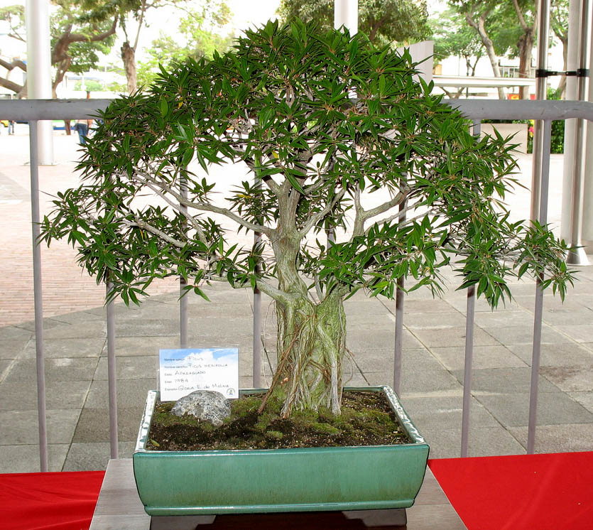 bonsai tree16 What is a Bonsai Tree ?