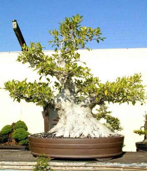 bonsai tree6 What is a Bonsai Tree ?