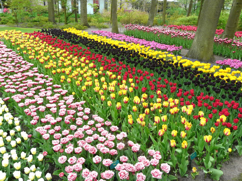 keukenhof19 Colorful Keukenhof Gardens in Netherlands